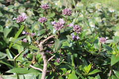 Hedyotis shettyi